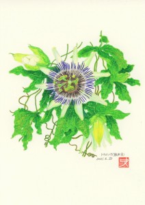 トケイソウ_水彩色鉛筆