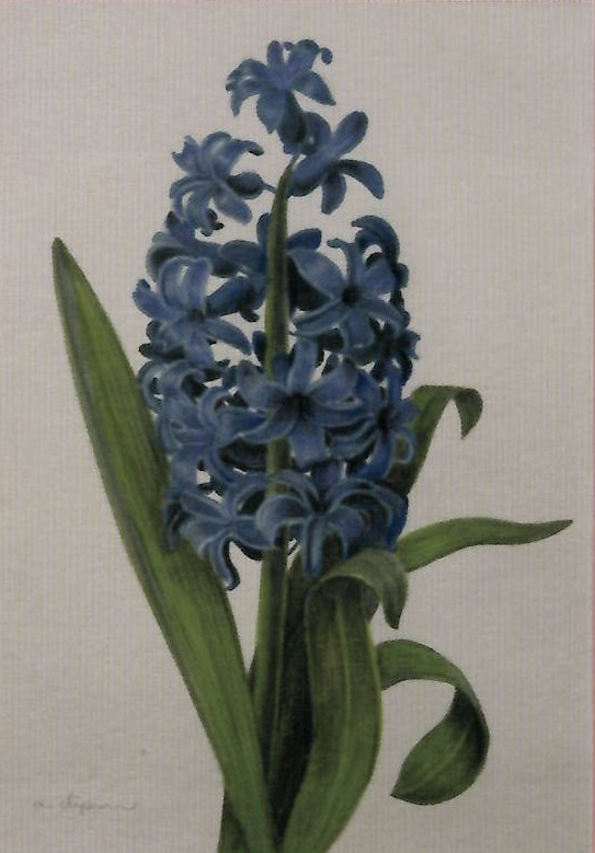 佐藤厚子展　植物デッサン‐観察ときづき‐